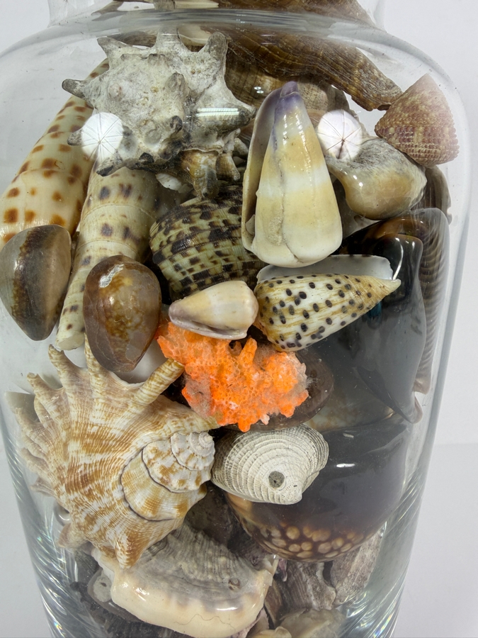 Decorative Clear Glass Vase Filled With Assorted Natural Specimen Sea Shells And Coral Accent 14'H [Photo 2]