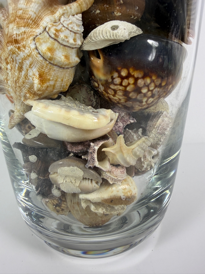 Decorative Clear Glass Vase Filled With Assorted Natural Specimen Sea Shells And Coral Accent 14'H [Photo 3]