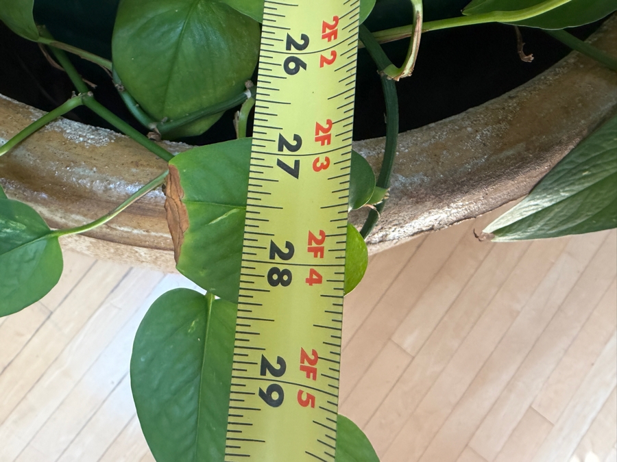 Just Added - Large Pot with Madagascar Dragon Tree - Pot Measures 28'W X 25'H [Photo 8]