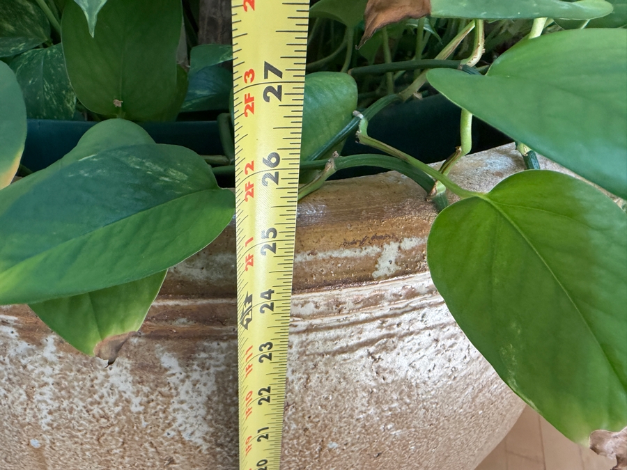 Just Added - Large Pot with Madagascar Dragon Tree - Pot Measures 28'W X 25'H [Photo 9]