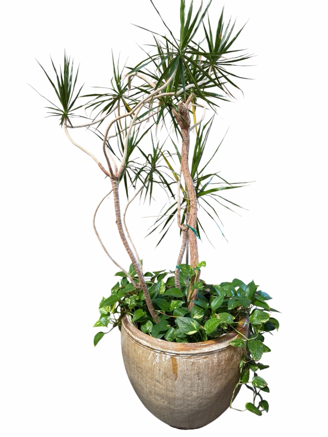 Just Added - Large Pot with Madagascar Dragon Tree - Pot Measures 28'W X 25'H