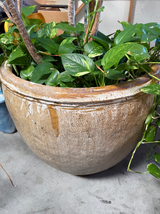 Just Added - Large Pot with Madagascar Dragon Tree - Pot Measures 28'W X 25'H [Photo 2]