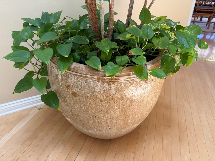 Just Added - Large Pot with Madagascar Dragon Tree - Pot Measures 28'W X 25'H [Photo 7]