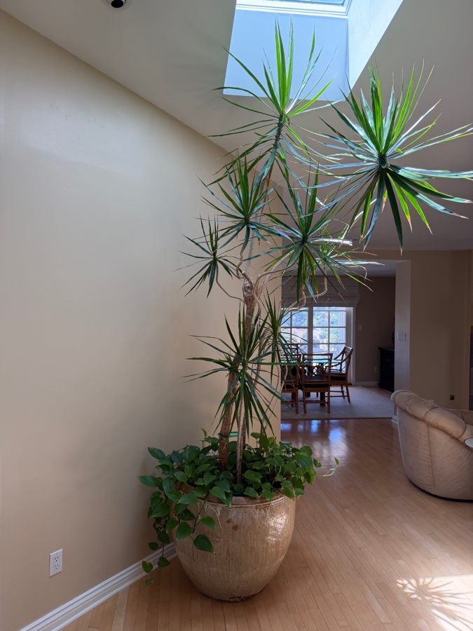 Just Added - Large Pot with Madagascar Dragon Tree - Pot Measures 28'W X 25'H [Photo 3]