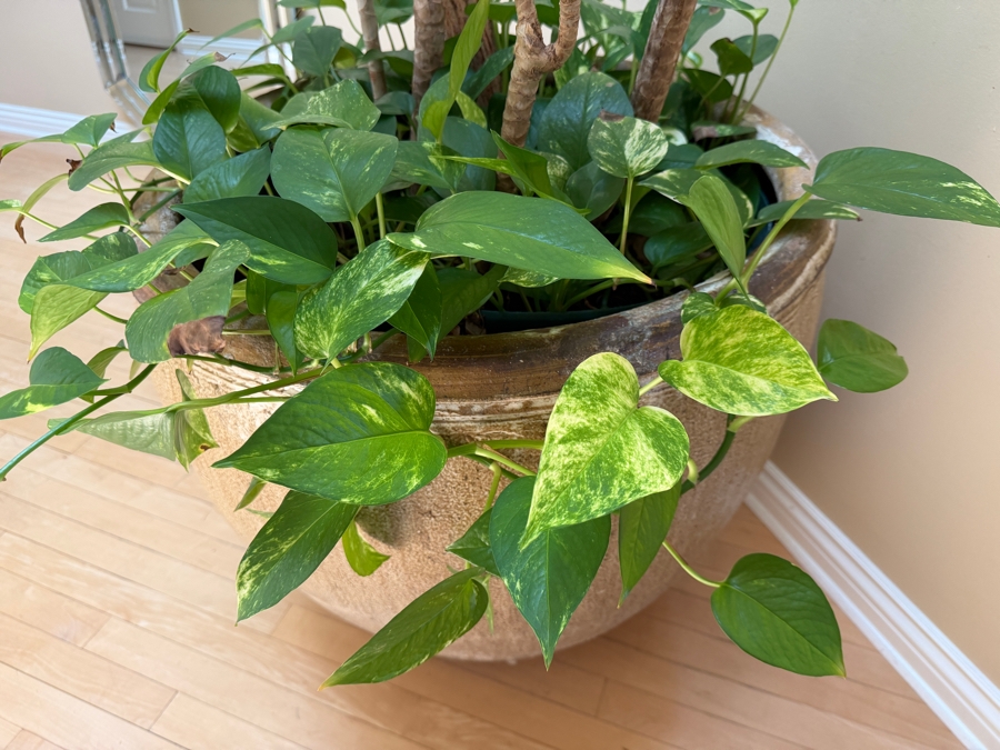 Just Added - Large Pot with Madagascar Dragon Tree - Pot Measures 28'W X 25'H [Photo 6]