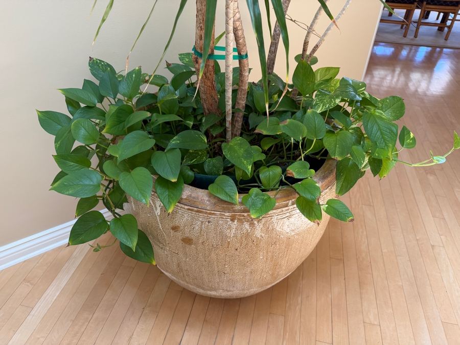 Just Added - Large Pot with Madagascar Dragon Tree - Pot Measures 28'W X 25'H [Photo 4]