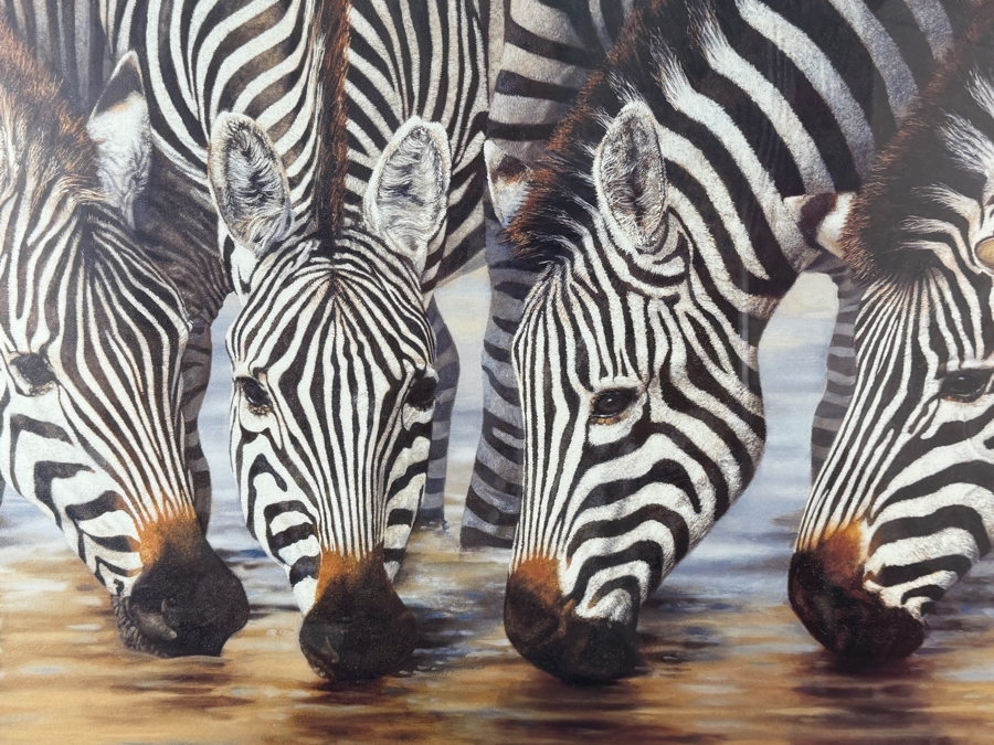 Framed Zebra Print by Henk van Zanten Titled 'Stripes' 24 X 17 Framed 35.5 X 28.5 [Photo 3]