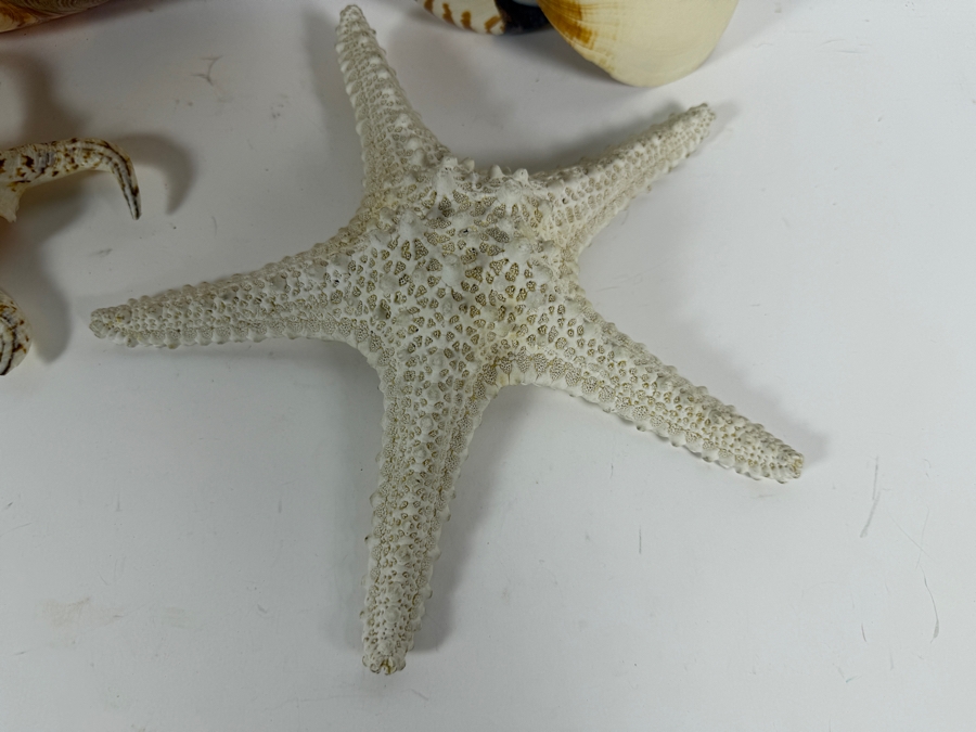(4) Organic Seashells [Photo 5]