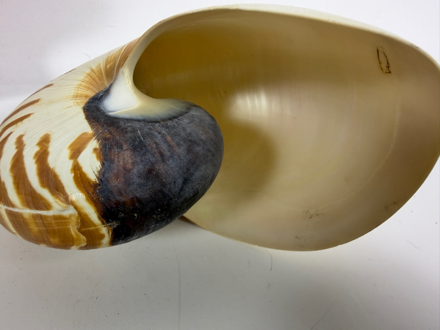 (4) Organic Seashells [Photo 6]