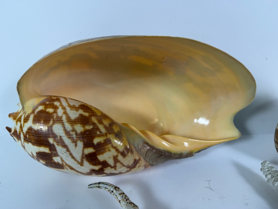(4) Organic Seashells [Photo 3]