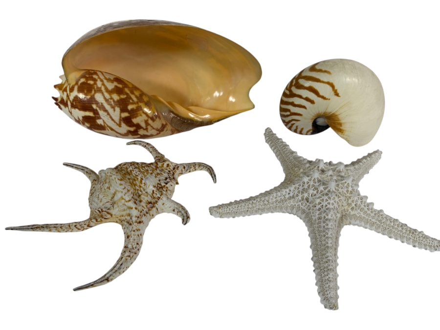 (4) Organic Seashells