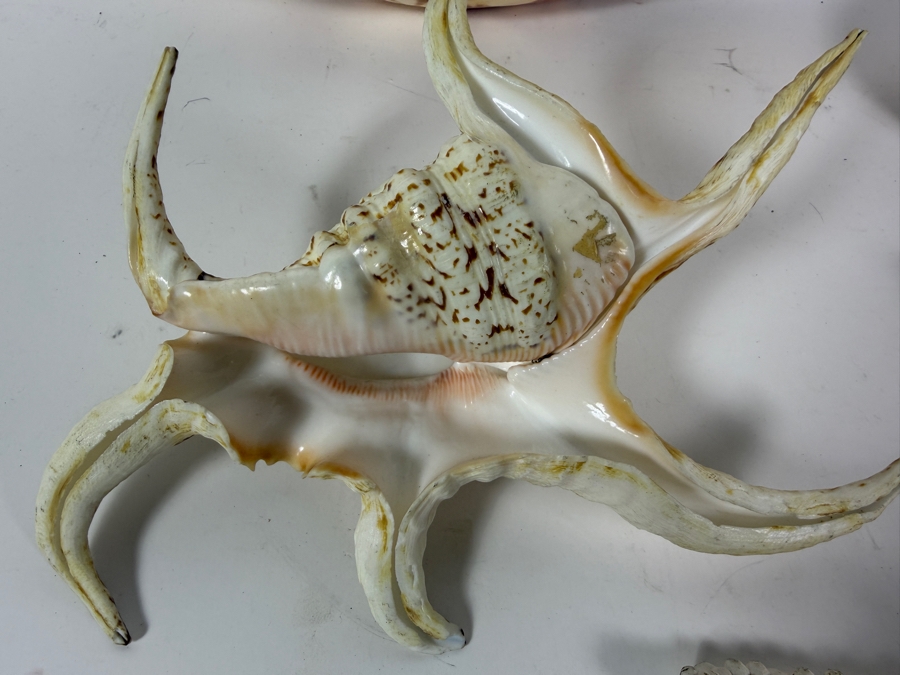 (4) Organic Seashells [Photo 7]