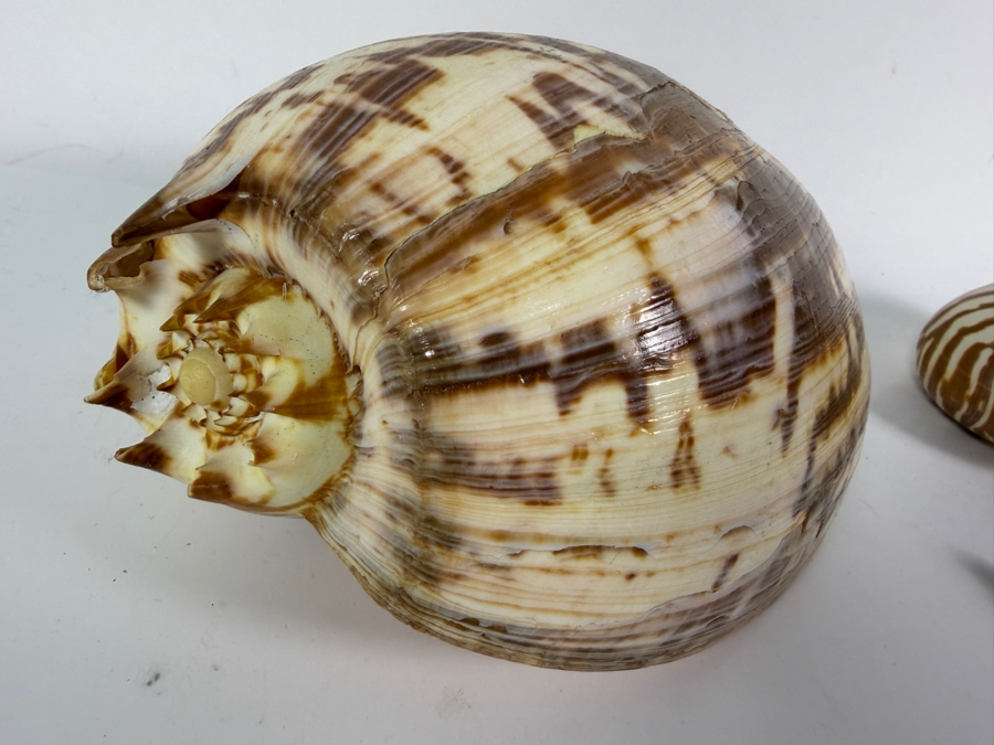 (4) Organic Seashells [Photo 8]