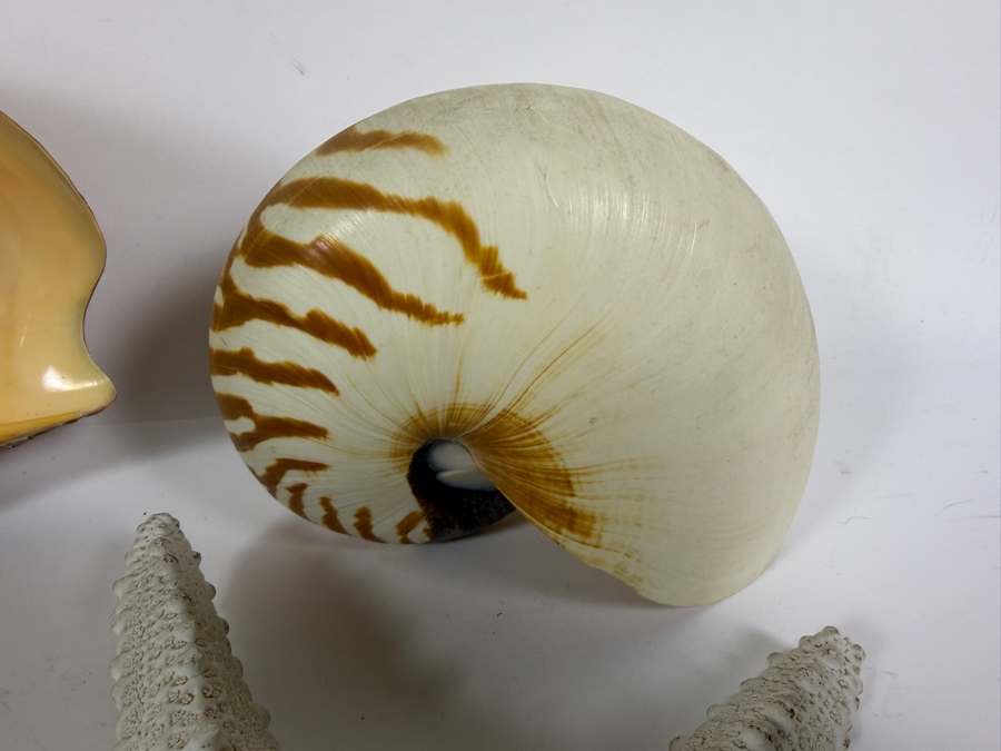 (4) Organic Seashells [Photo 4]