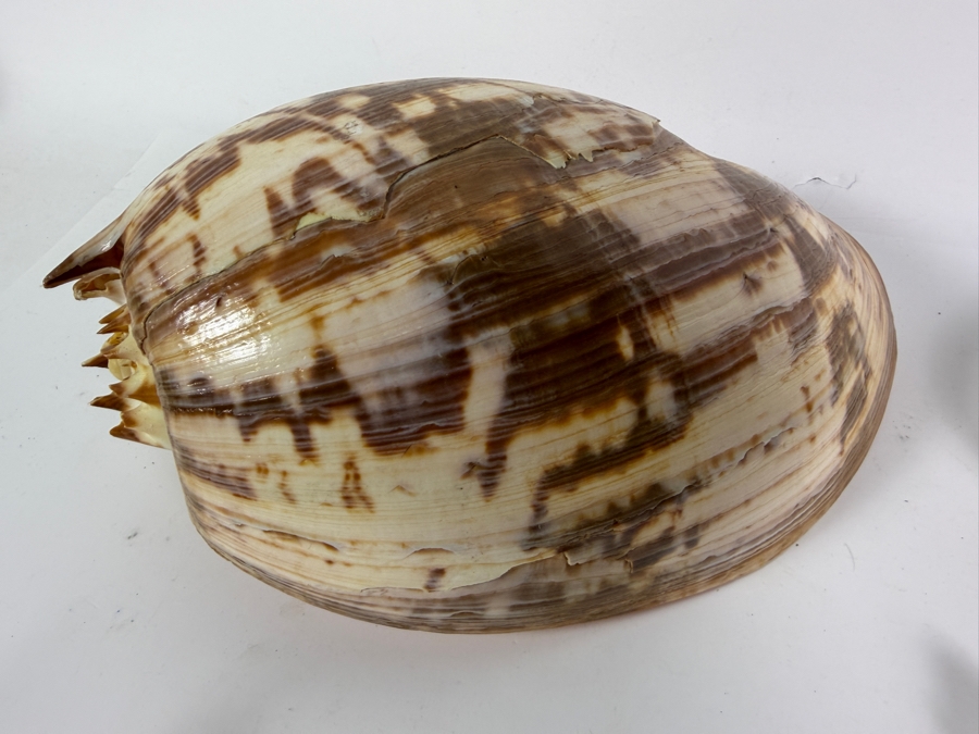 (4) Organic Seashells [Photo 9]