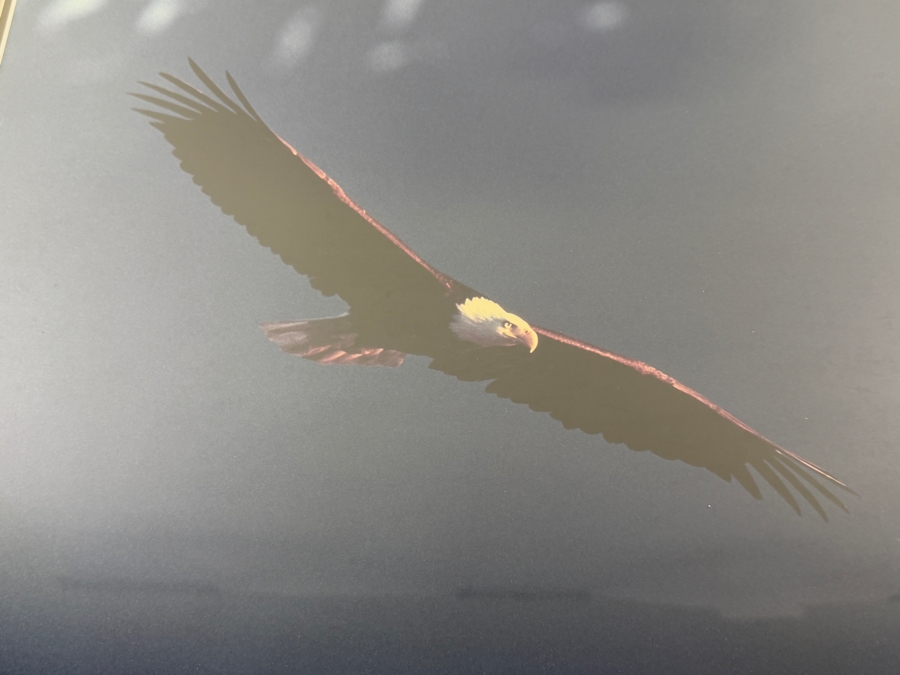 Thomas D. Mangelsen 'Out of the Blue - Bald Eagle' Hand-Signed Limited Edition 253/950 Wildlife Photographic Print 19.5 X 15.5 Framed: 28' X 23' [Photo 2]