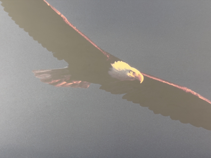 Thomas D. Mangelsen 'Out of the Blue - Bald Eagle' Hand-Signed Limited Edition 253/950 Wildlife Photographic Print 19.5 X 15.5 Framed: 28' X 23' [Photo 3]