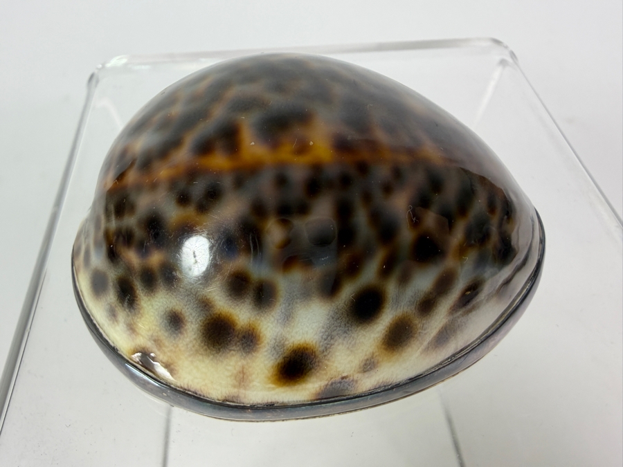 Vintage Tiffany & Co. Sterling Silver-Mounted Tiger Cowrie Shell Trinket or Snuff Box Made in Portugal 81g [Photo 12]