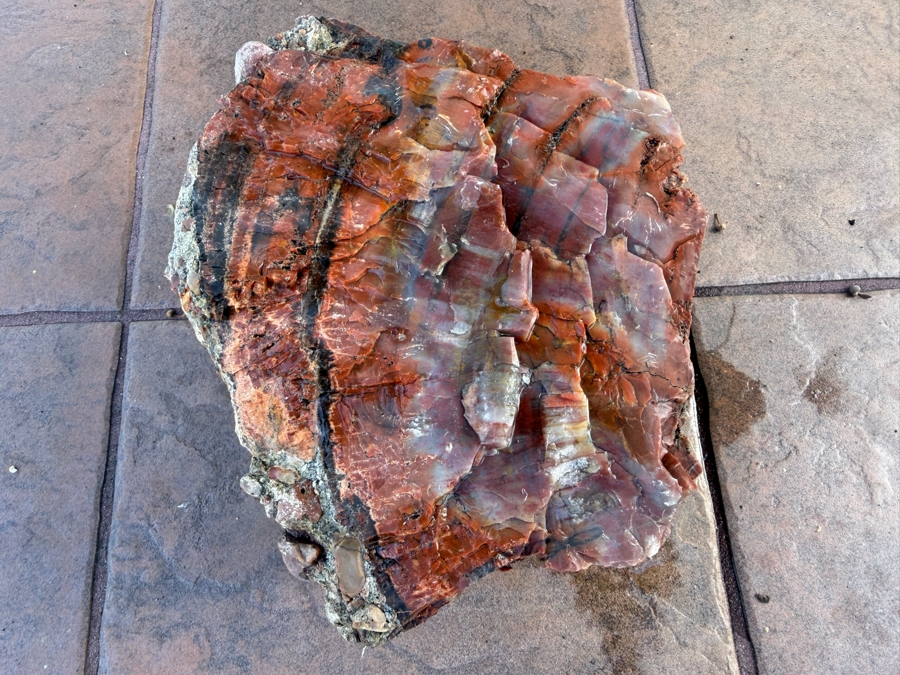 Just Added - Large Piece of Arizona Petrified Wood 10'W X 7'D X 5.5'H [Photo 6]