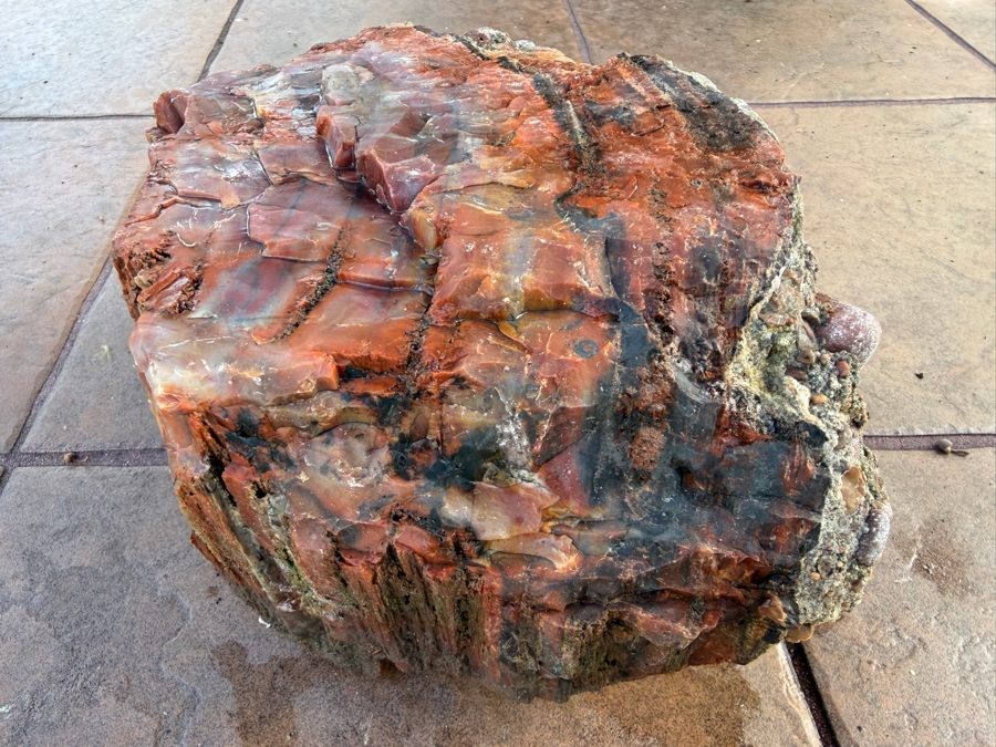 Just Added - Large Piece of Arizona Petrified Wood 10'W X 7'D X 5.5'H [Photo 4]