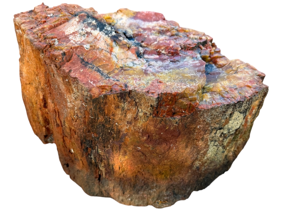 Just Added - Large Piece of Arizona Petrified Wood 12'W X 7'D X 8'H