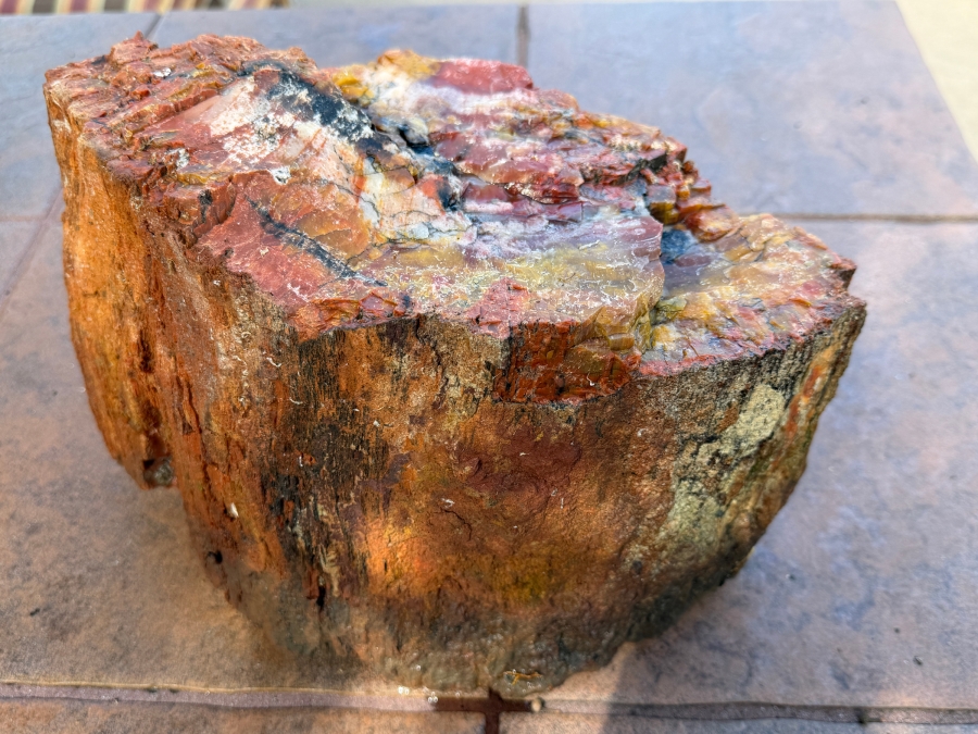 Just Added - Large Piece of Arizona Petrified Wood 12'W X 7'D X 8'H [Photo 2]
