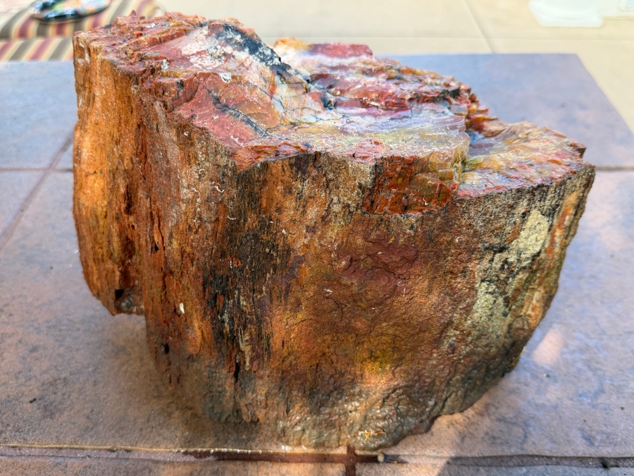 Just Added - Large Piece of Arizona Petrified Wood 12'W X 7'D X 8'H [Photo 7]