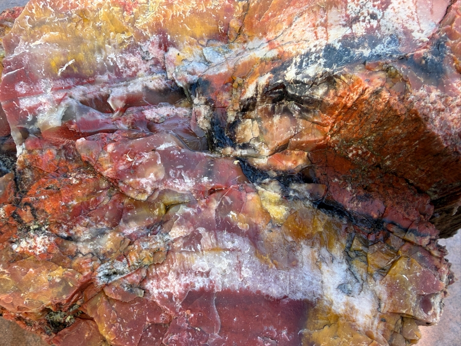 Just Added - Large Piece of Arizona Petrified Wood 12'W X 7'D X 8'H [Photo 10]