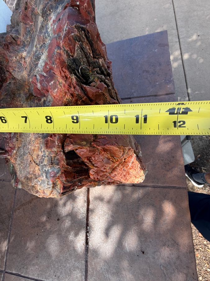 Just Added - Large Piece of Arizona Petrified Wood 11'W X 9'D X 13'H [Photo 13]