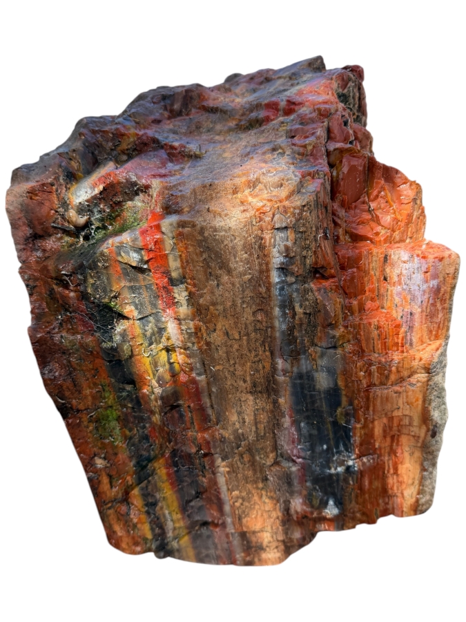 Just Added - Large Piece of Arizona Petrified Wood 11'W X 9'D X 13'H