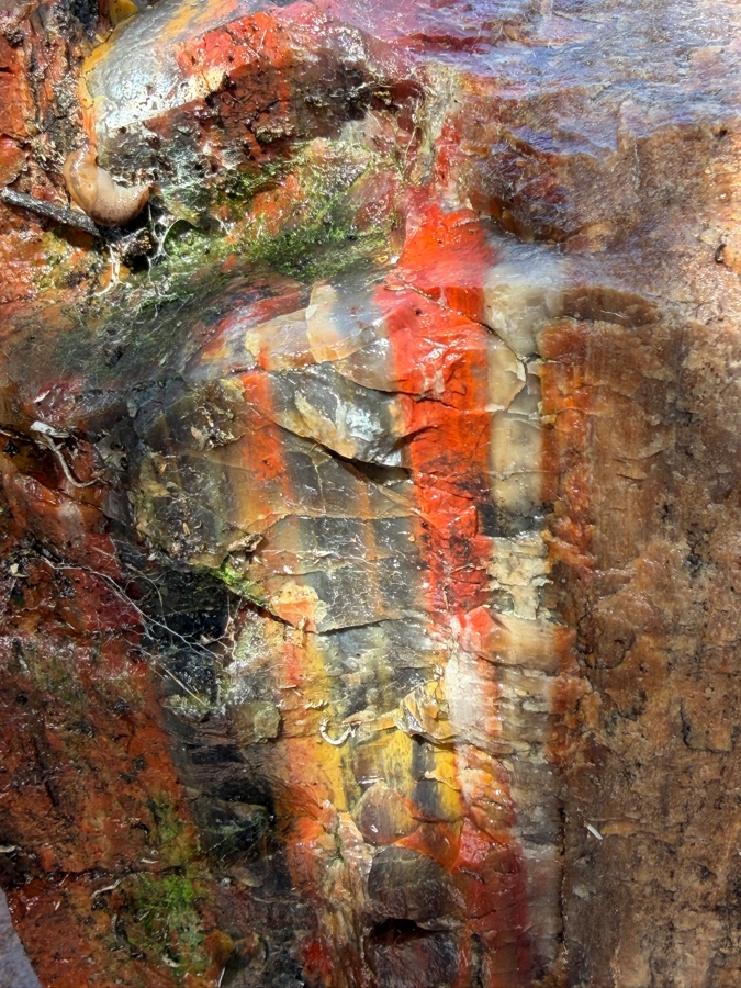 Just Added - Large Piece of Arizona Petrified Wood 11'W X 9'D X 13'H [Photo 10]