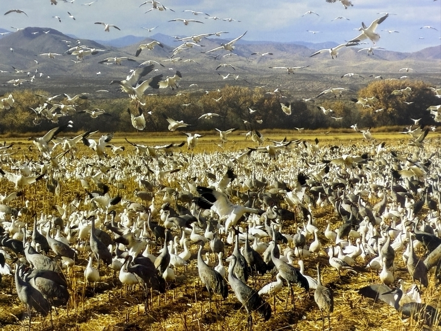 Just Added - Fine Art Print Titled 'In Flight, Bosque del Apache' Signed Lower Right and Numbered 7 of 100 10' X 8' Framed [Photo 3]