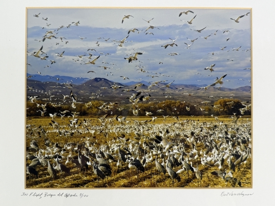Just Added - Fine Art Print Titled 'In Flight, Bosque del Apache' Signed Lower Right and Numbered 7 of 100 10' X 8' Framed