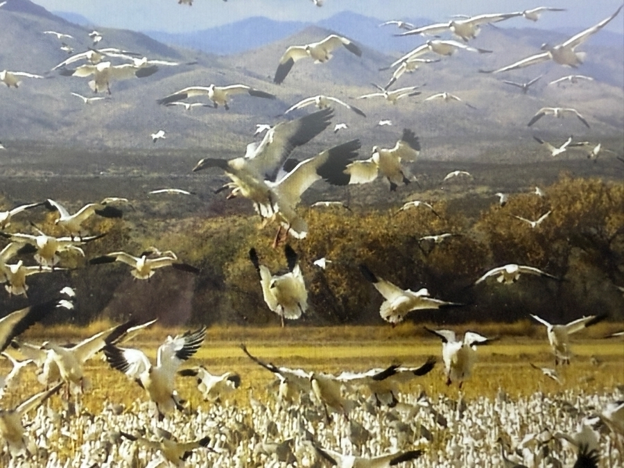 Just Added - Fine Art Print Titled 'In Flight, Bosque del Apache' Signed Lower Right and Numbered 7 of 100 10' X 8' Framed [Photo 4]