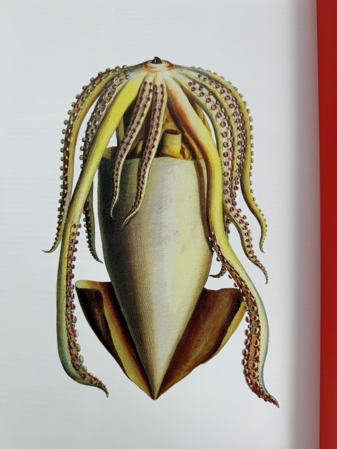 Just Added - Hardcover Book Cabinet of Natural Curiosities - Monumental Reproduction of the 18th-Century Natural History Collection by Amsterdam Pharmacist Albertus Seba Published by Taschen Retails $150 [Photo 8]