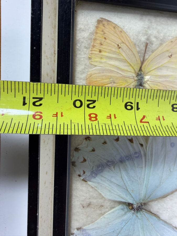 Vintage Mixed Butterfly Specimen Collection In Framed Display Case 11 X 21H [Photo 7]