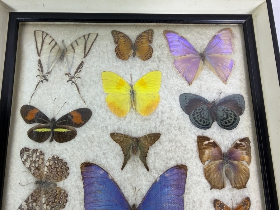 Vintage Mixed Butterfly Specimen Collection In Framed Display Case 11 X 21H [Photo 5]