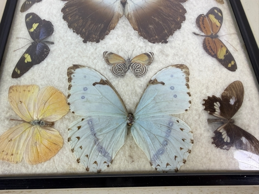 Vintage Mixed Butterfly Specimen Collection In Framed Display Case 11 X 21H [Photo 2]