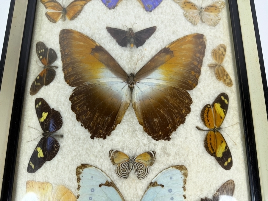 Vintage Mixed Butterfly Specimen Collection In Framed Display Case 11 X 21H [Photo 3]