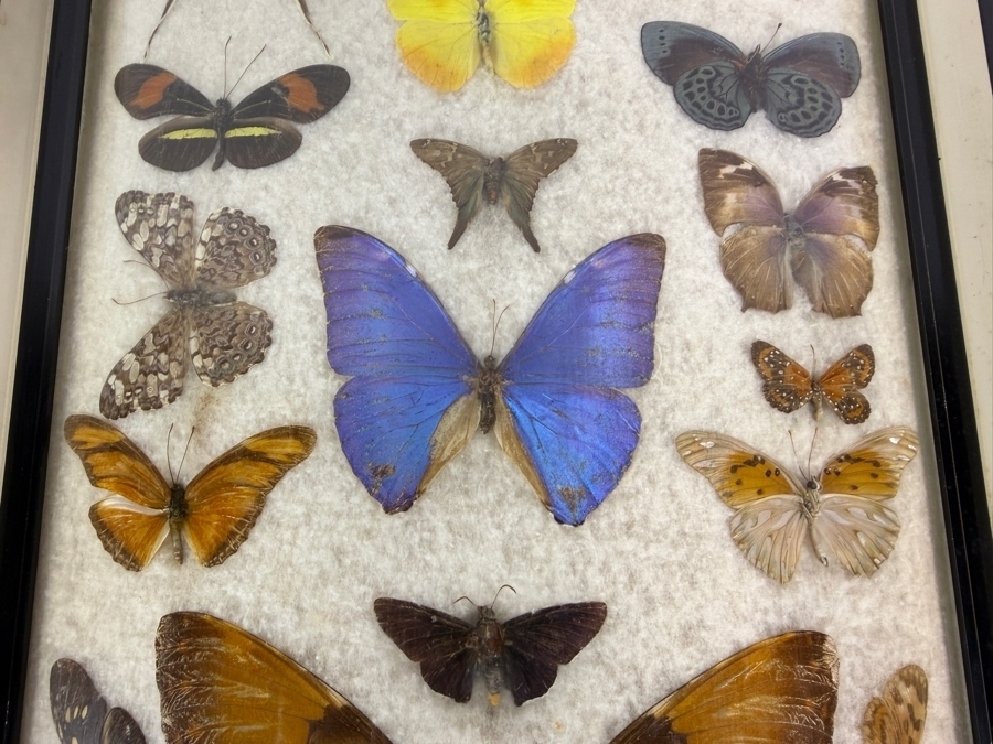 Vintage Mixed Butterfly Specimen Collection In Framed Display Case 11 X 21H [Photo 4]