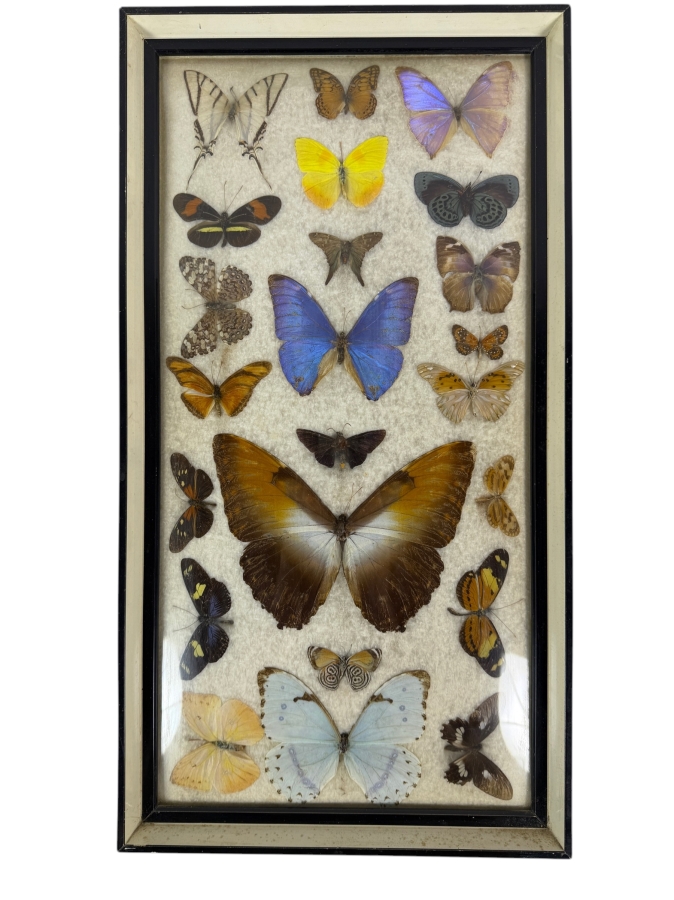 Vintage Mixed Butterfly Specimen Collection In Framed Display Case 11 X 21H