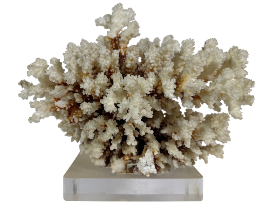 Large Natural White Coral Specimen Mounted On Clear Square Acrylic Lucite Display Base 12W