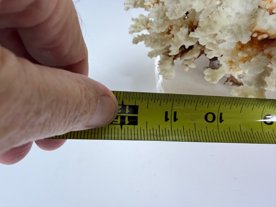 Large Natural White Coral Specimen Mounted On Clear Square Acrylic Lucite Display Base 12W [Photo 5]