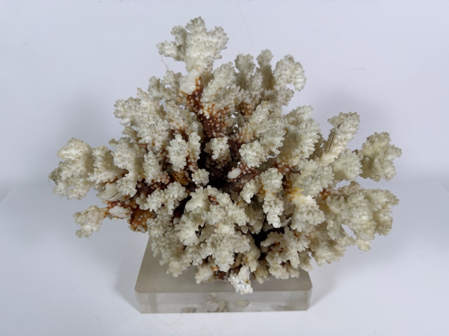 Large Natural White Coral Specimen Mounted On Clear Square Acrylic Lucite Display Base 12W [Photo 2]