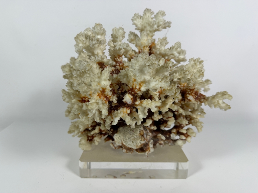 Large Natural White Coral Specimen Mounted On Clear Square Acrylic Lucite Display Base 12W [Photo 4]