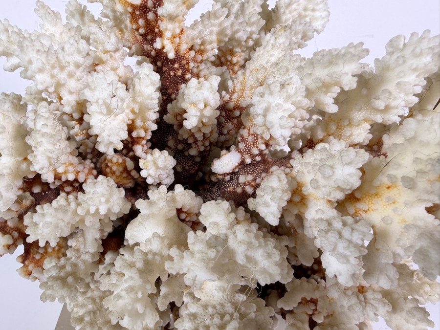 Large Natural White Coral Specimen Mounted On Clear Square Acrylic Lucite Display Base 12W [Photo 3]