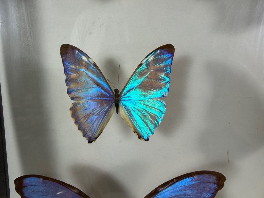 Large Vintage Shadow Box Framed Collection Of Eleven Real Iridescent Blue Morpho And Owl Butterflies 20W X 20H [Photo 4]