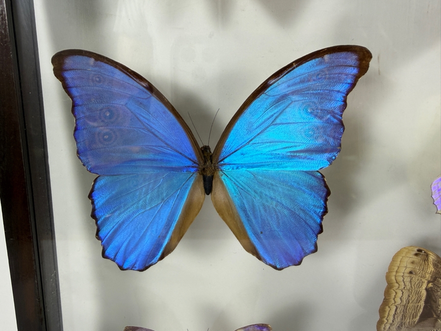 Large Vintage Shadow Box Framed Collection Of Eleven Real Iridescent Blue Morpho And Owl Butterflies 20W X 20H [Photo 5]