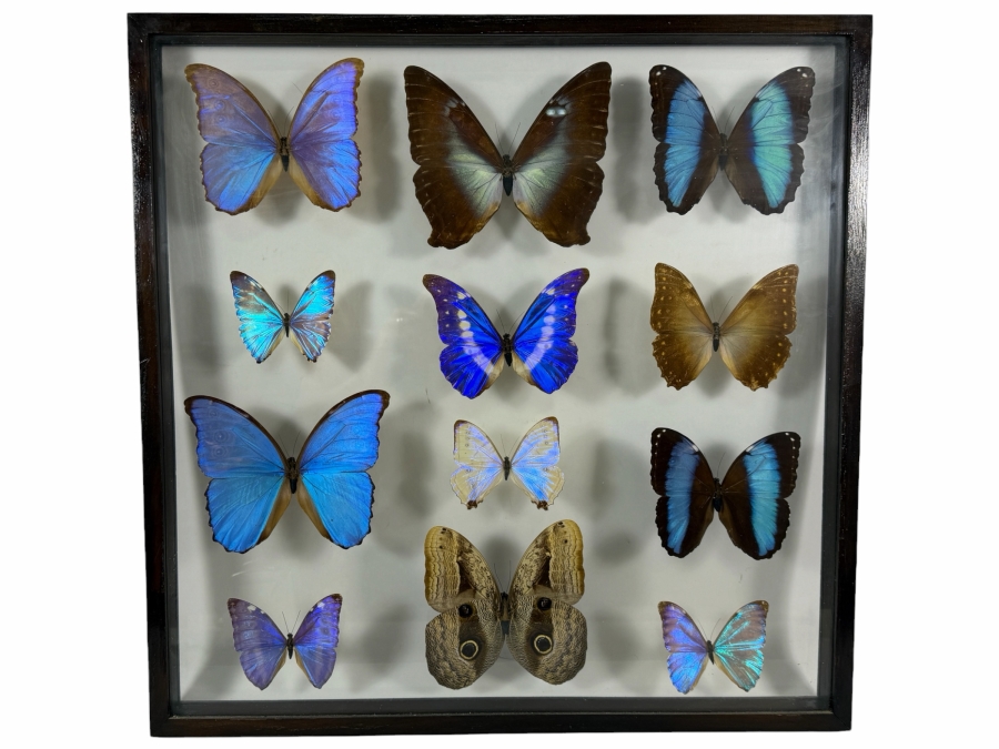 Large Vintage Shadow Box Framed Collection Of Eleven Real Iridescent Blue Morpho And Owl Butterflies 20W X 20H