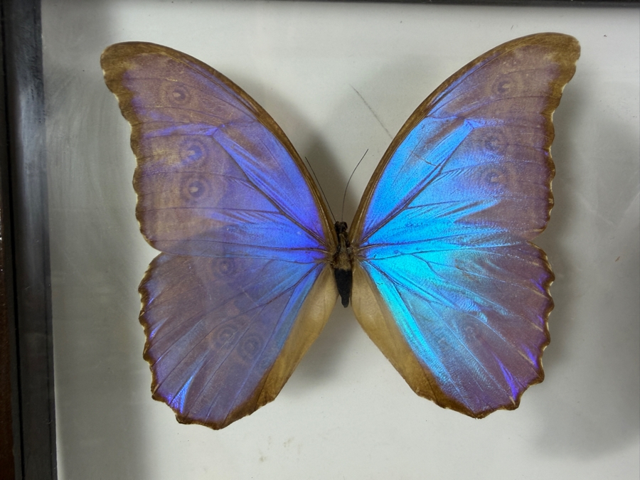 Large Vintage Shadow Box Framed Collection Of Eleven Real Iridescent Blue Morpho And Owl Butterflies 20W X 20H [Photo 2]